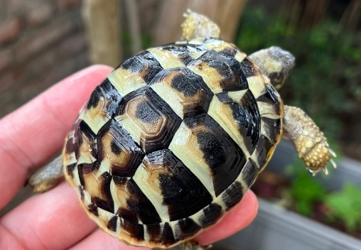 龜缸佈置 龜缸佈置