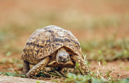 台灣自然保護區