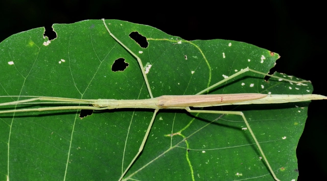 棉桿竹節蟲飼養 棉桿竹節蟲飼養