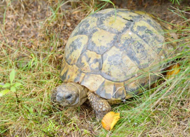 陸龜混養 陸龜混養