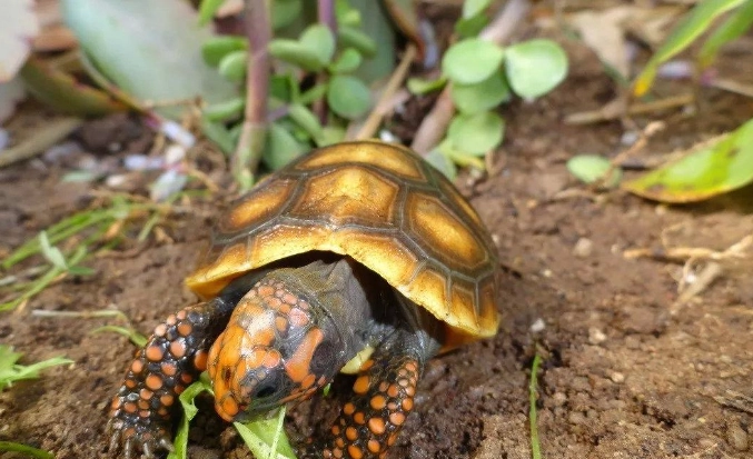 陸龜 底材 陸龜 底材
