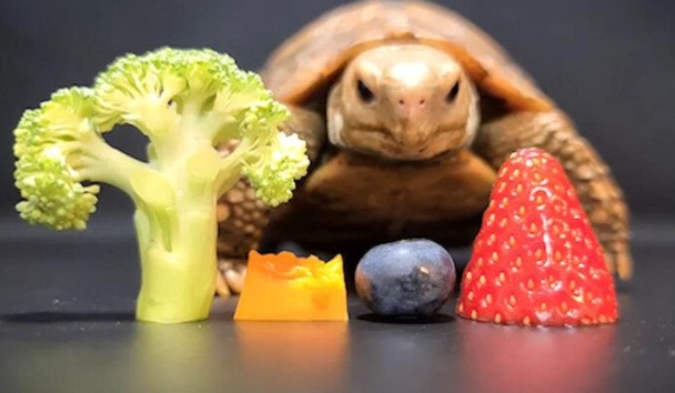 陸龜飲食 陸龜飲食