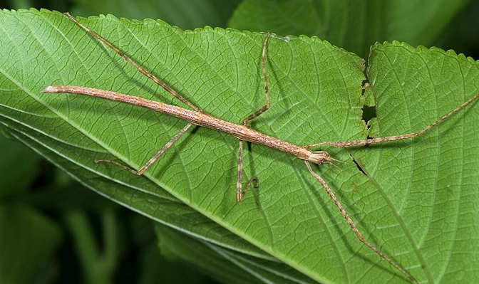 棉桿竹節蟲壽命完整指南：從幼蟲到成蟲的飼養關鍵與壽命秘密