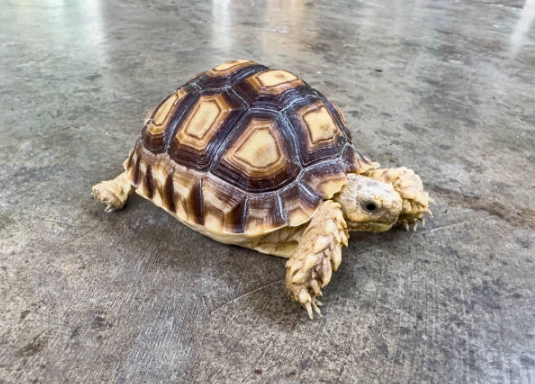 歐洲陸龜公母分辨