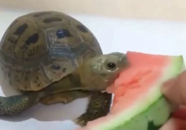 陸龜水果 陸龜水果