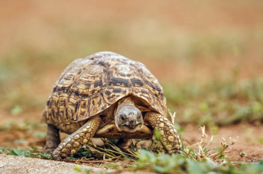 龜缸佈置 龜缸佈置