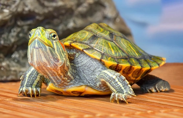 烏龜吃什麼蔬菜 烏龜吃什麼蔬菜