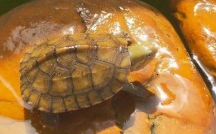 混養注意事項 混養注意事項