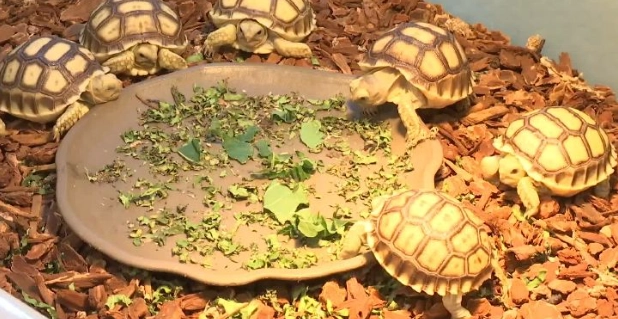 赤玉土 使用 赤玉土 使用