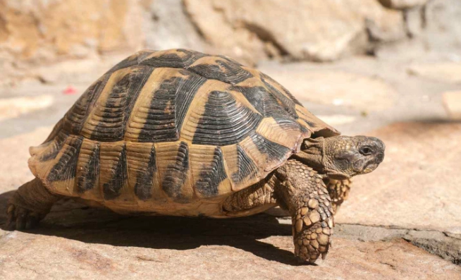 陸龜混養 陸龜混養