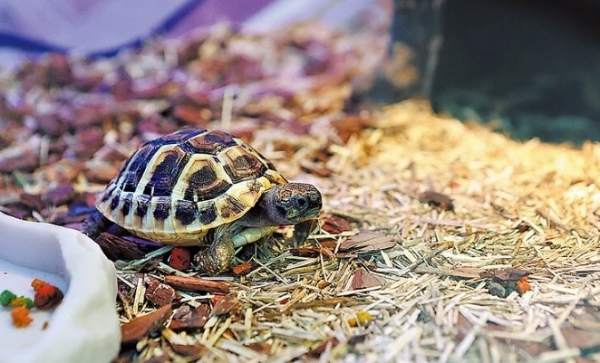 混養注意事項 混養注意事項