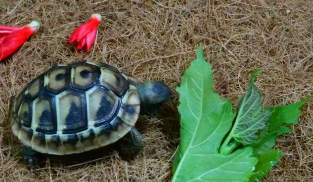 陸龜 底材 陸龜 底材