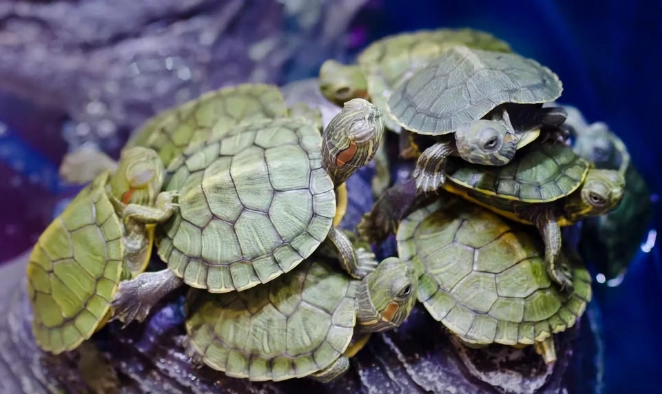 不同品種烏龜混養指南：風險評估與和諧共處技巧