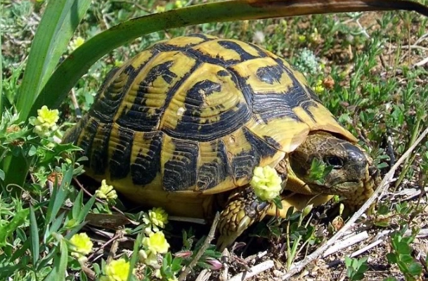 賀曼陸龜哪裡買