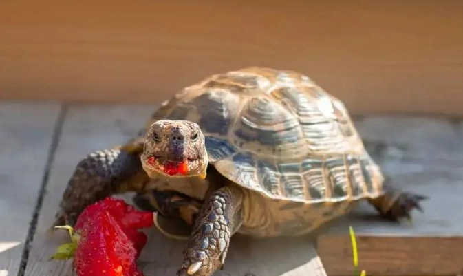 陸龜可以吃的水果清單與餵食全攻略