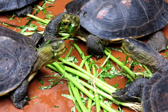 水龜飼料 水龜飼料