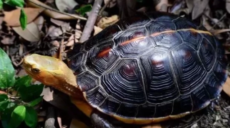 水龜食物 水龜食物