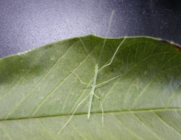 棉桿竹節蟲飼養 棉桿竹節蟲飼養