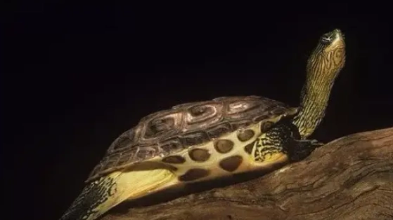 烏龜混養 烏龜混養