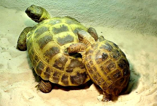 歐洲陸龜公母分辨