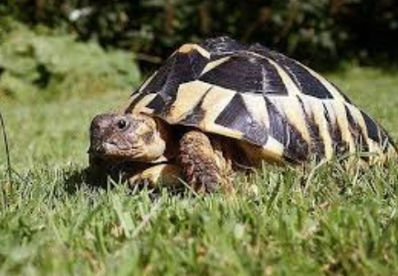 陸龜水果清單 陸龜水果清單