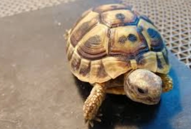 龜缸佈置 龜缸佈置