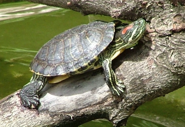 烏龜品種價格全解析：從入門到高階飼養成本指南
