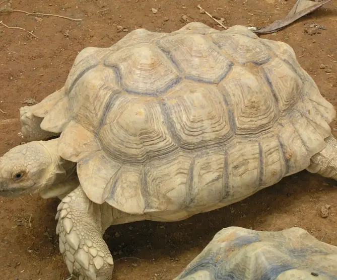 陸龜泡澡注意事項