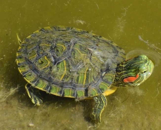 烏龜一直睡覺原因 烏龜一直睡覺原因