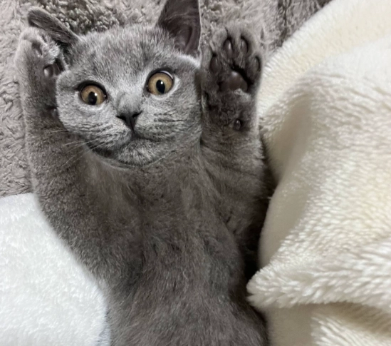 延長英國短毛貓壽命 延長英國短毛貓壽命