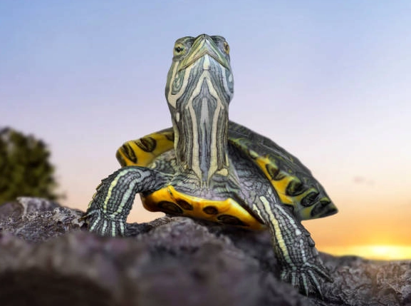 烏龜冬眠 烏龜冬眠