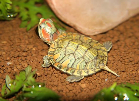 烏龜一直睡覺原因 烏龜一直睡覺原因