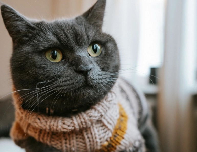 英國短毛貓平均壽命 英國短毛貓平均壽命