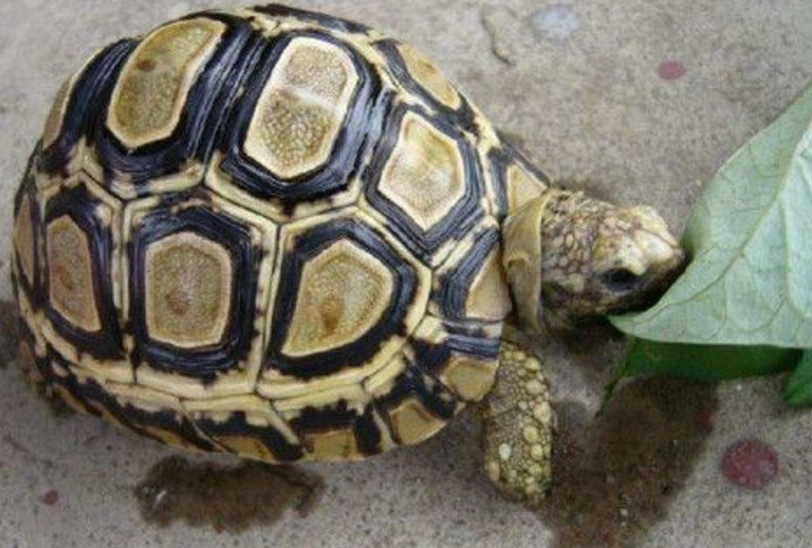 陸龜泡澡盆挑選