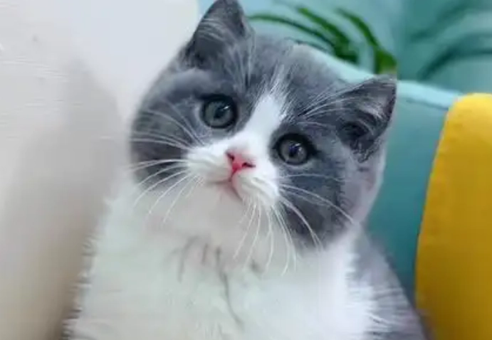 延長英國短毛貓壽命 延長英國短毛貓壽命