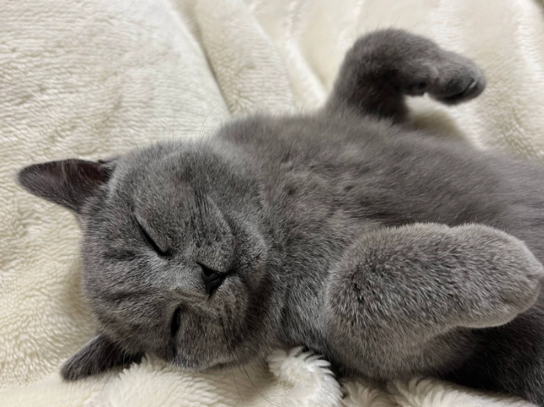 延長英國短毛貓壽命 延長英國短毛貓壽命