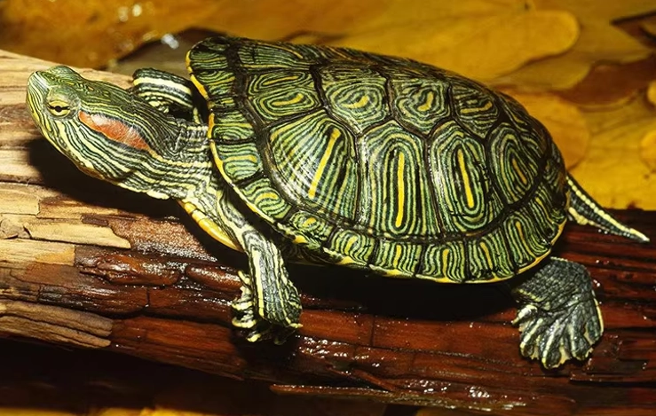 巴西龜嗜睡 巴西龜嗜睡