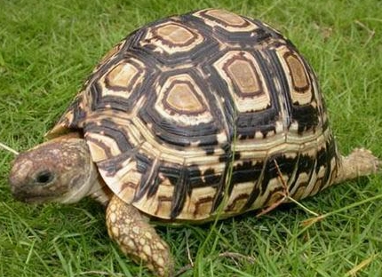 陸龜泡澡盆挑選