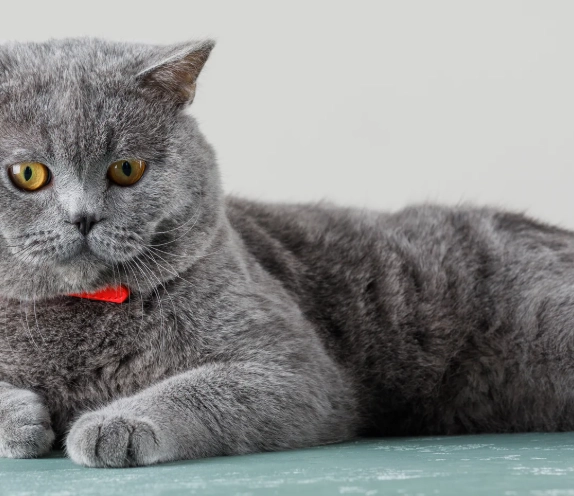 英國短毛貓平均壽命 英國短毛貓平均壽命