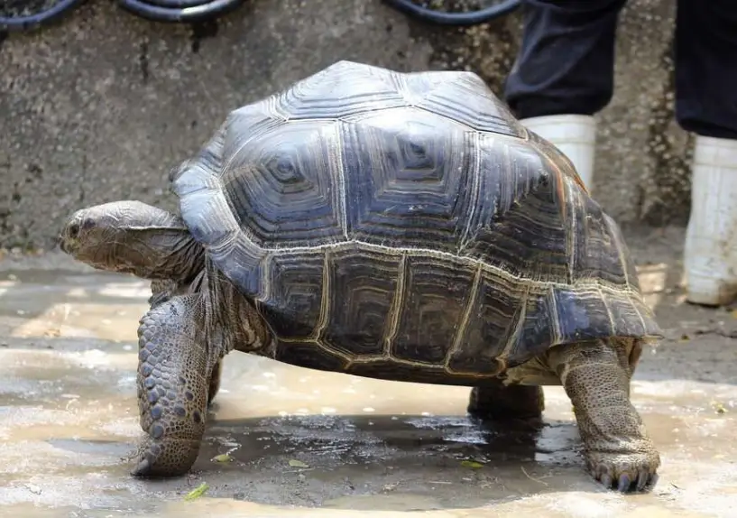 陸龜泡澡注意事項