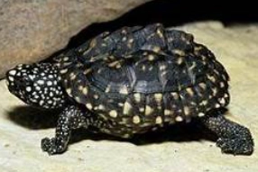 斑點珍龜價格