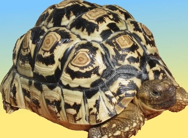 斑點珍龜環境布置