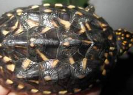 斑點珍龜環境布置