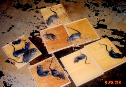 老鼠屍體臭味處理