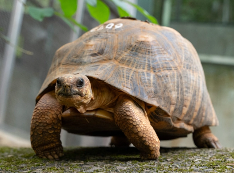 陸龜品種濕度需求