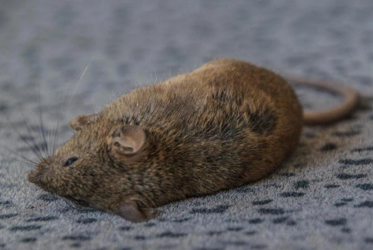 死老鼠味道怎麼消除