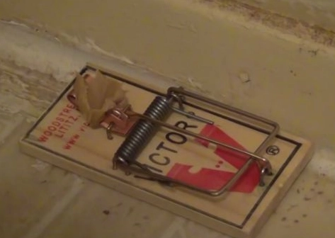 死老鼠味道消除