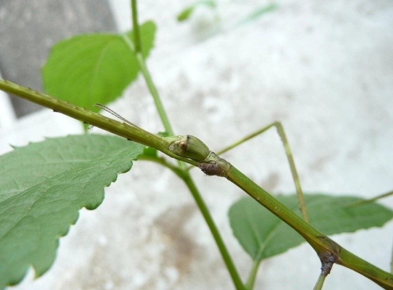 台灣竹節蟲