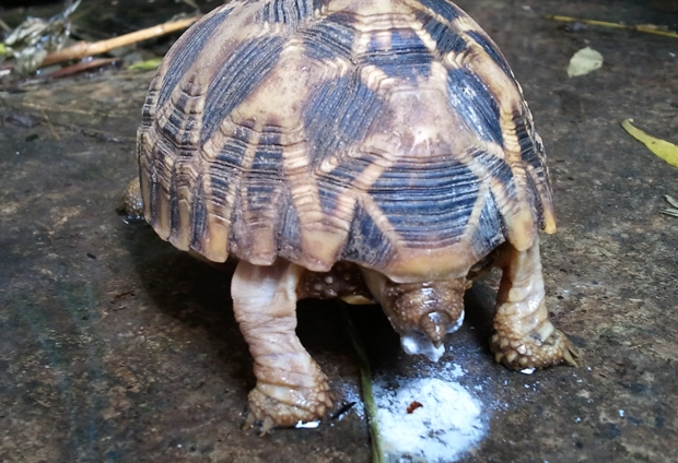 陸龜品種濕度需求