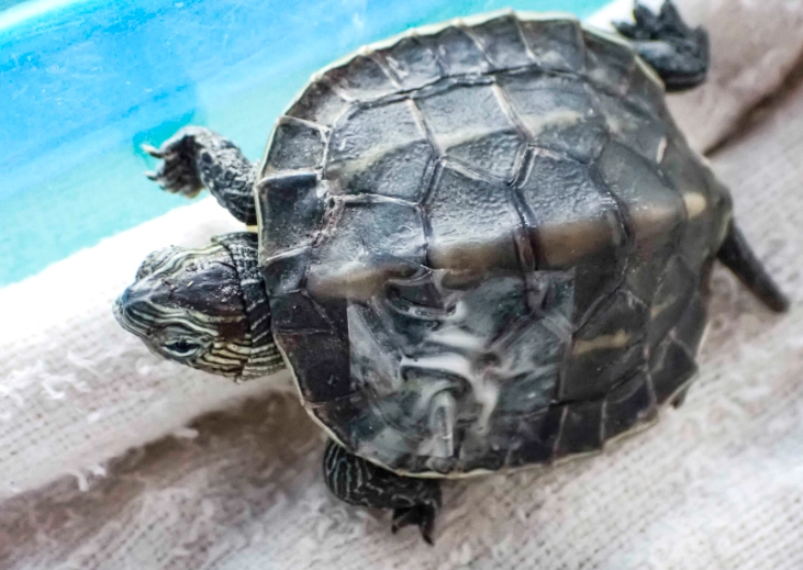 斑點珍龜飼養全攻略：從挑選、環境到健康照護的實戰心得